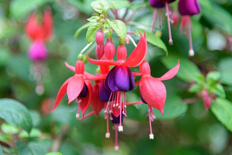 The Effects of Fuchsia Color